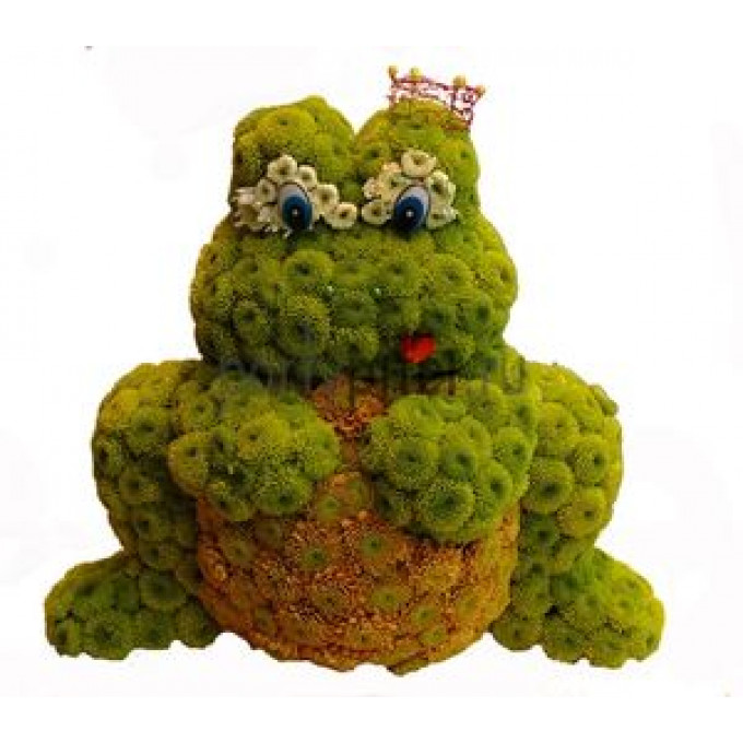 Лягушка Лягушка