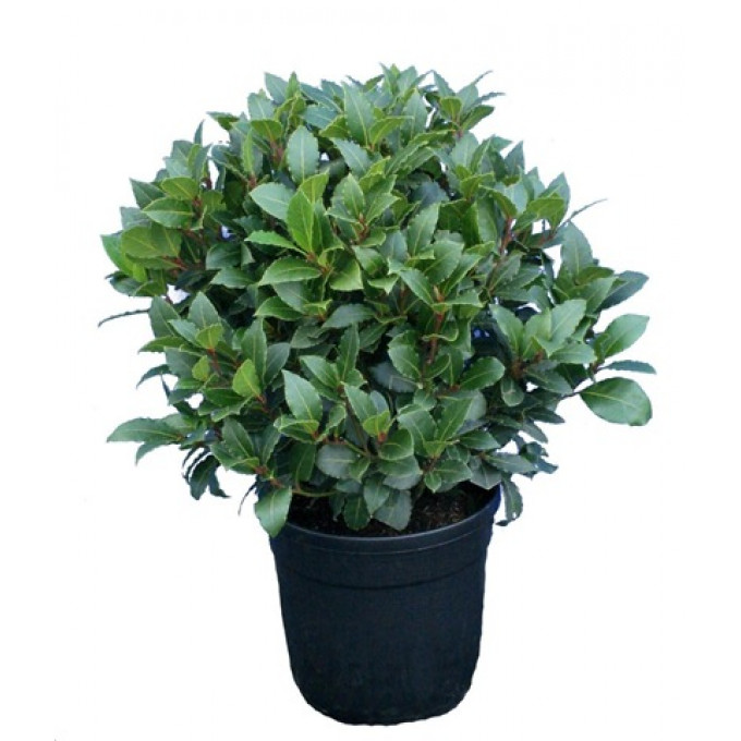 Лавр благородный Лавр благородный