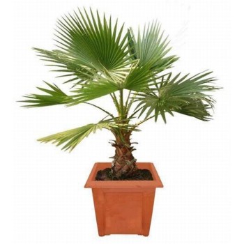 Пальма Вашингтония