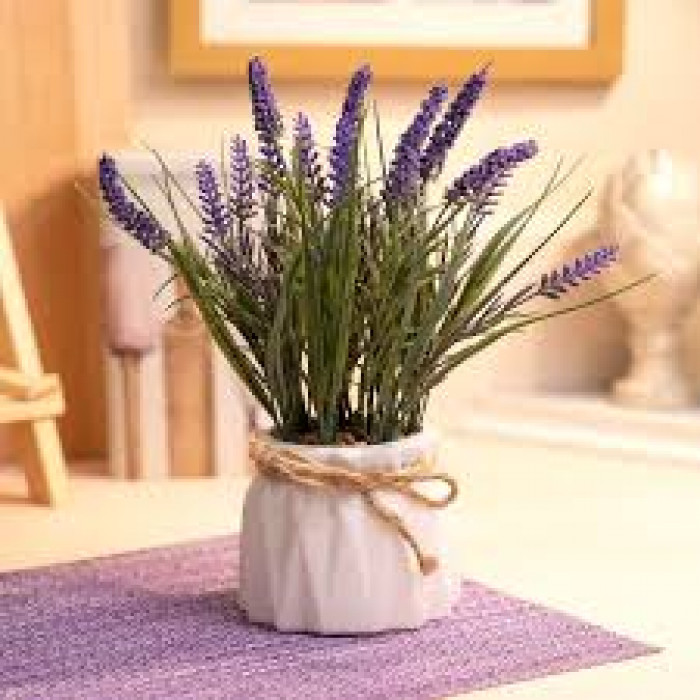 Лаванда в Уштобе