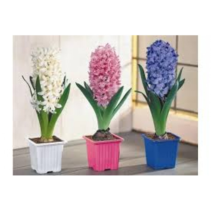 Гиацинты в Уштобе