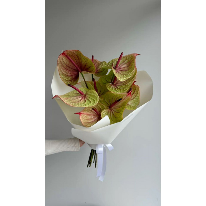 Антуриумы в Уштобе