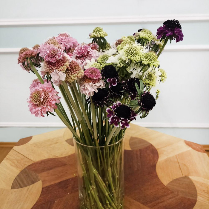 Скобиоза в Уштобе