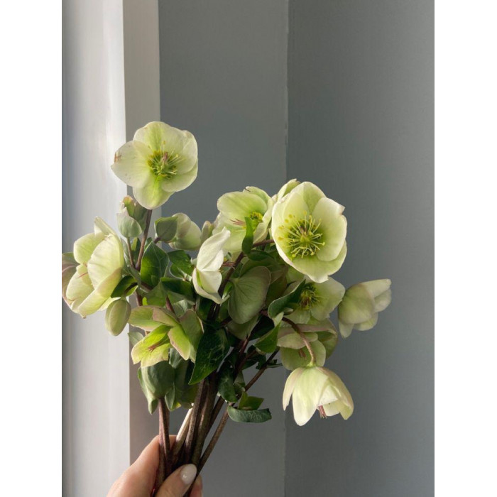 Хелеборус в Уштобе