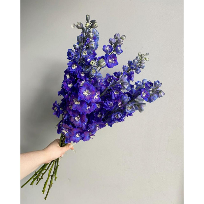 Делфиниум в Уштобе