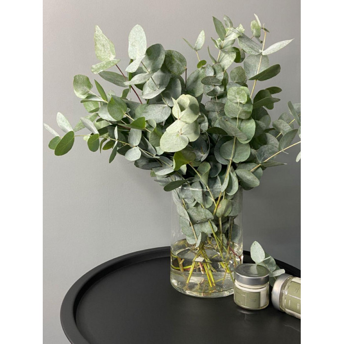 Эвкалипт в Уштобе