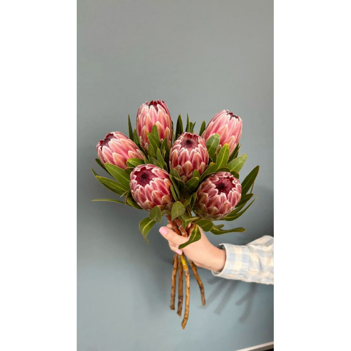 Протея в Уштобе