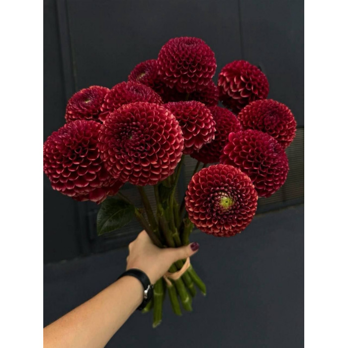 Георгины в Уштобе