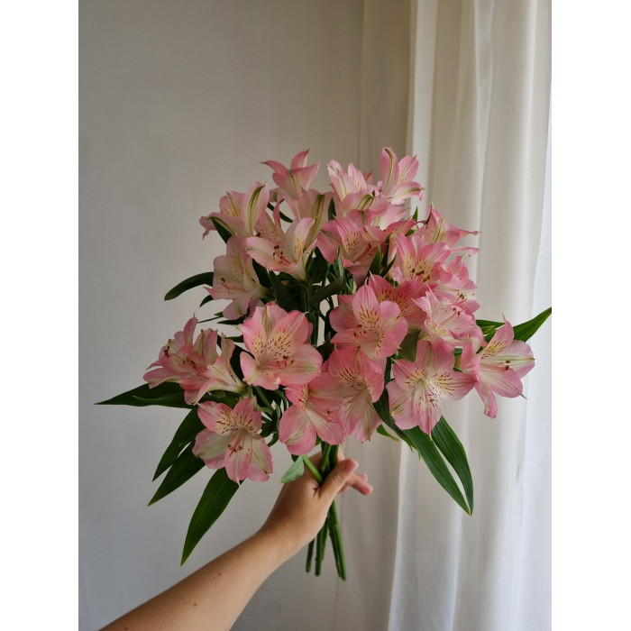 Альпиния в Уштобе