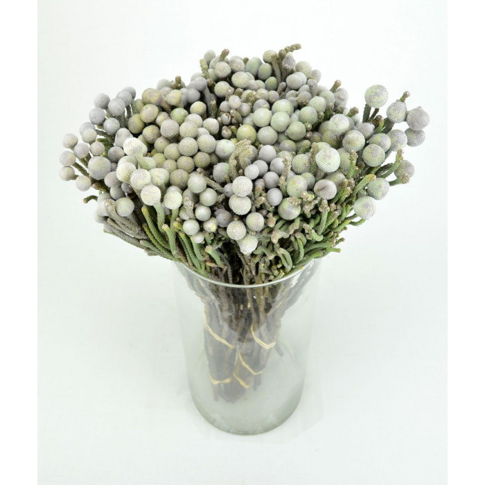 Бруния в Уштобе