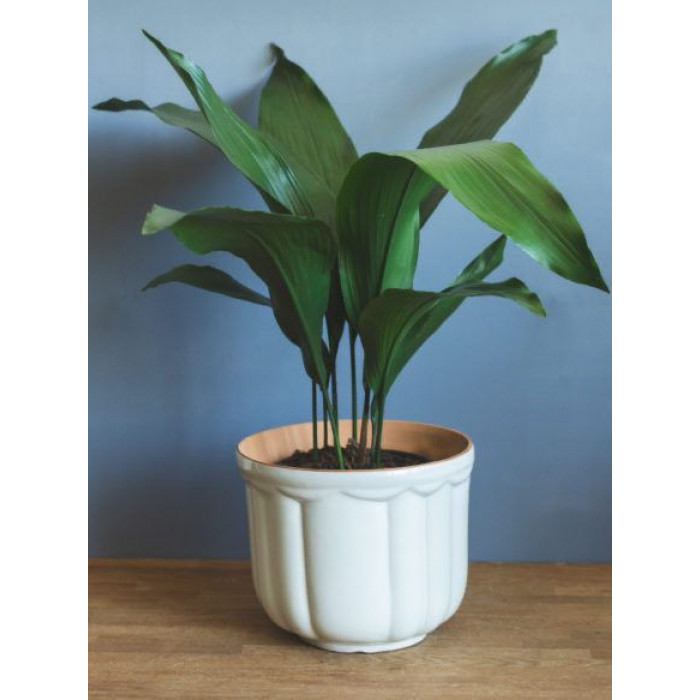 Аспидистра в Уштобе