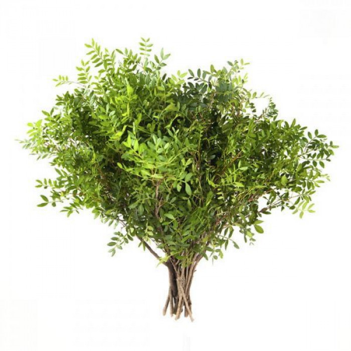 Писташ в Уштобе