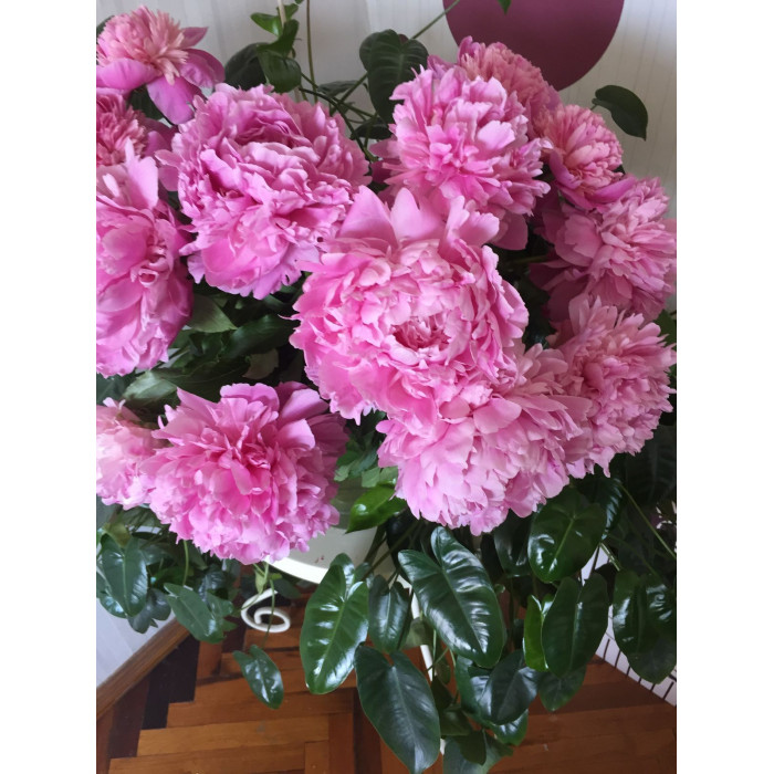 Пион древовидный в Уштобе