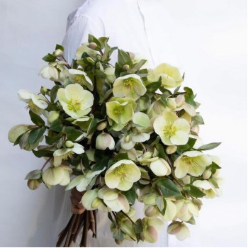 Букет из хелеборус Букет из хелеборус