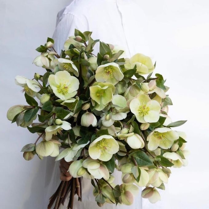 Букет из хелеборус Букет из хелеборус