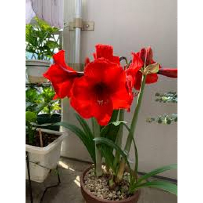 Амариллис в Уштобе