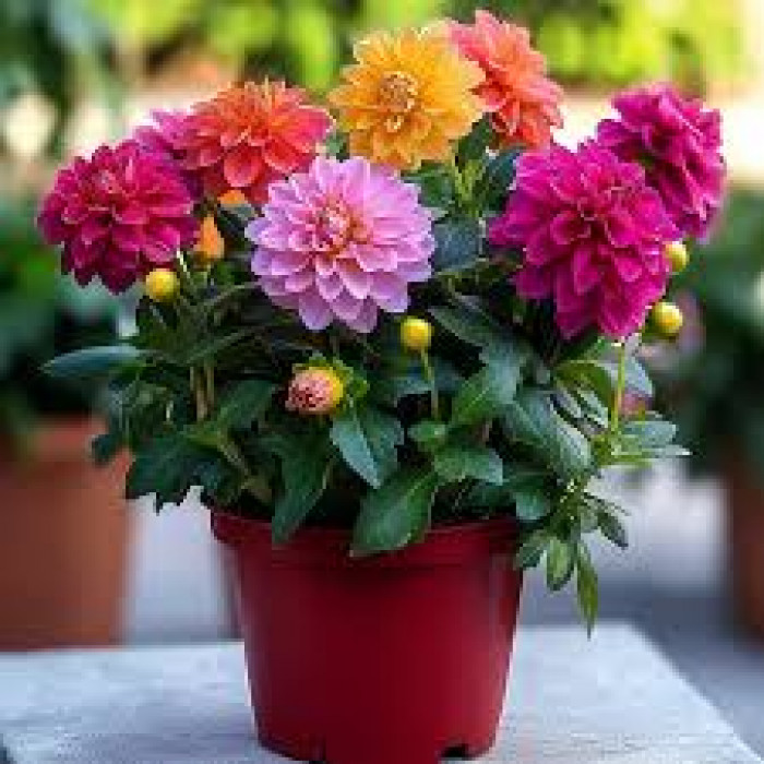 Георгины в Уштобе