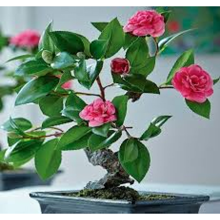 Камелия в Уштобе