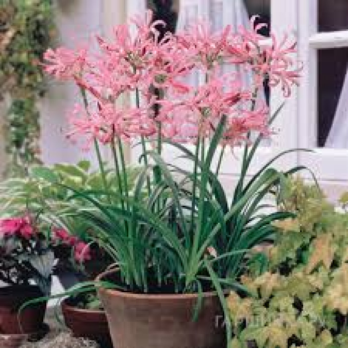 Нерине в Уштобе