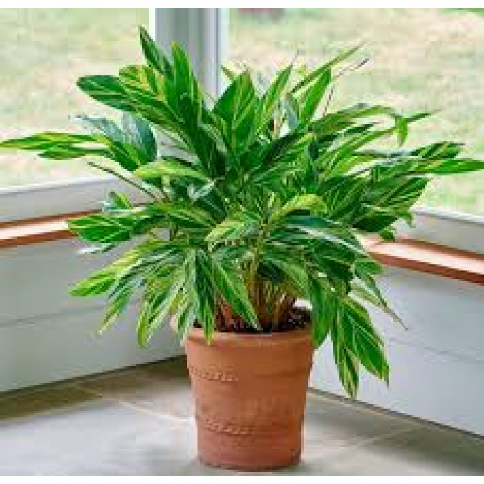 Альпиния в Уштобе