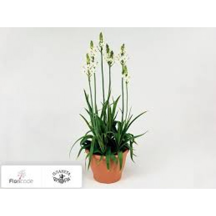 Орнитогалум в Уштобе