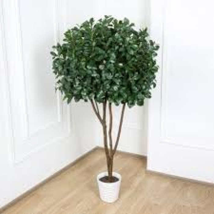 Рускус в Уштобе