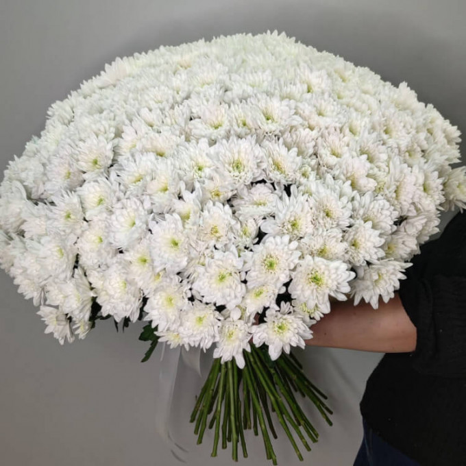 51 белая хризантема 51 белая хризантема